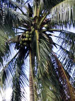 CoconutPalm